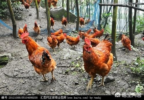 00 后父母带娃新方式:拒绝鸡娃,推行 “放养式教育” 00 后父母带娃新方式:拒绝鸡娃,推行 “放养式教育”