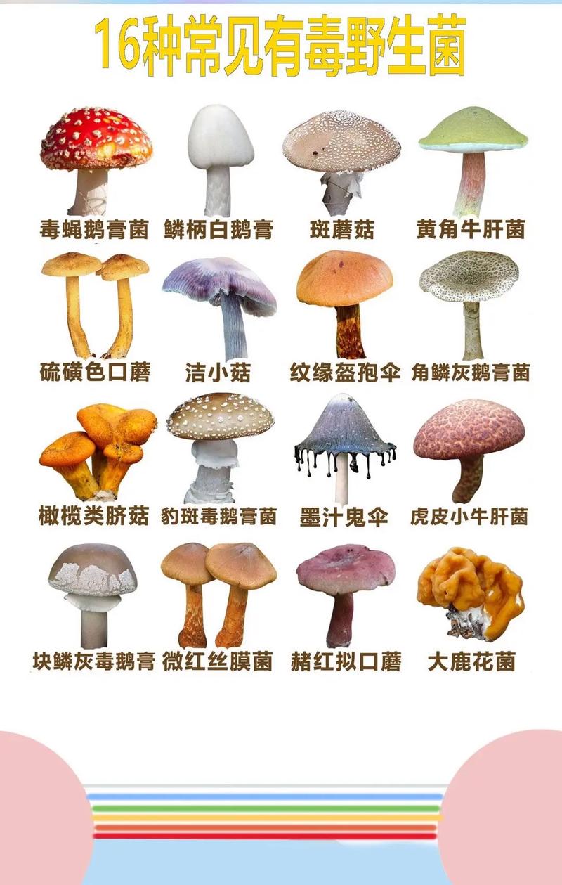 云南蘑菇中毒事件频发!专家:这 5 种野生菌碰都别碰